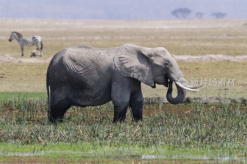 大象吃，loxodonta africana，肯尼亚非洲